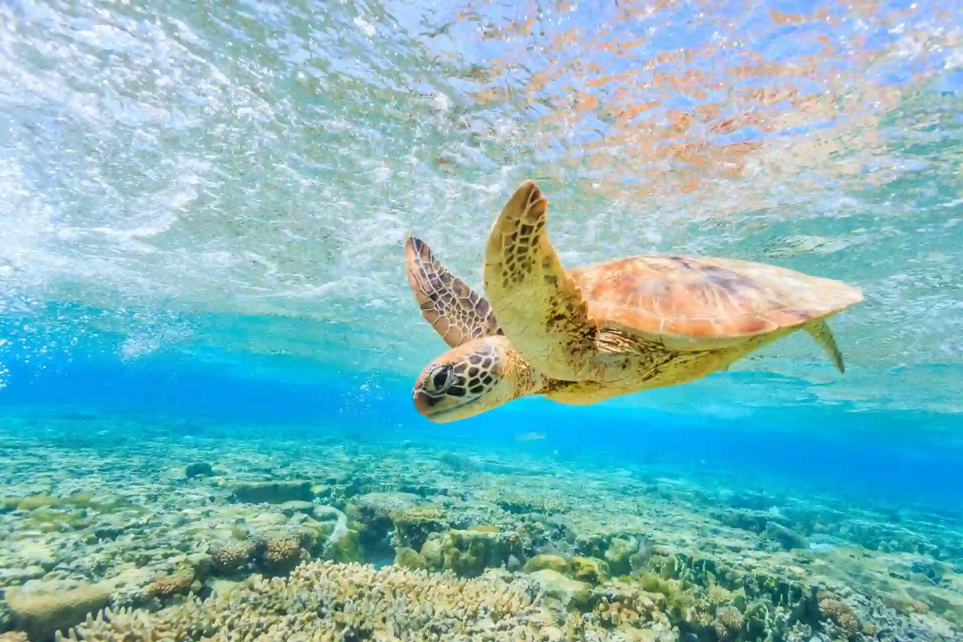The world’s largest coral reef system, famous for snorkeling, diving, and marine biodiversity.