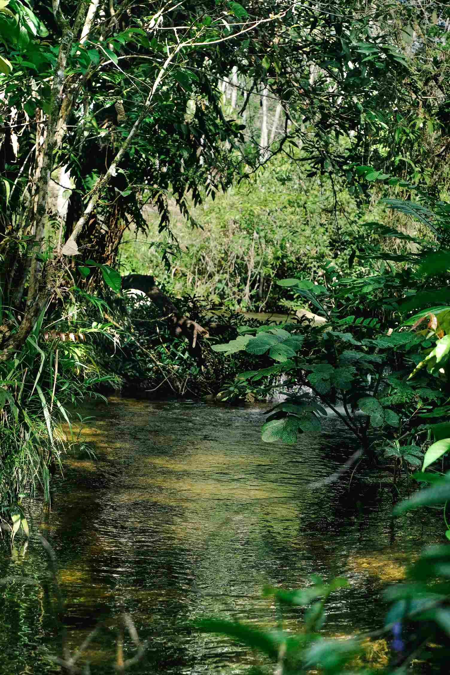 Lush Borneo rainforest with dense greenery and a stream, promoted by icanfly as a top Malaysian eco-tourism spot for wildlife and nature adventures.