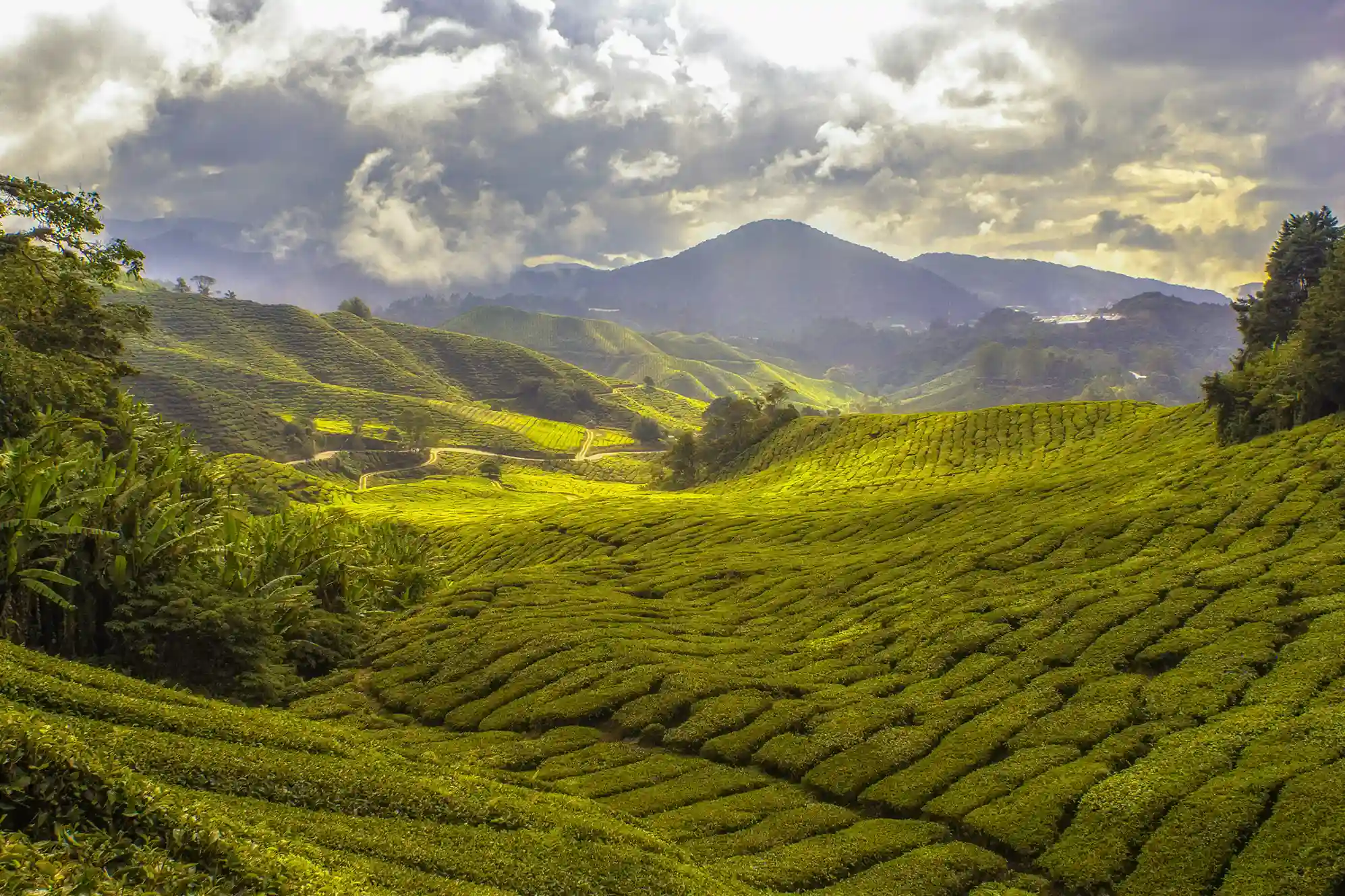 Rolling green tea plantations under cloudy skies in Cameron Highlands, Malaysia – featured by icanfly as a serene escape with fresh mountain air.