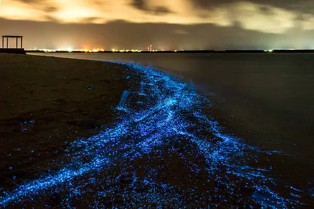Experience a rare natural sight where bioluminescent plankton light up the shoreline at night, creating a glowing blue effect.