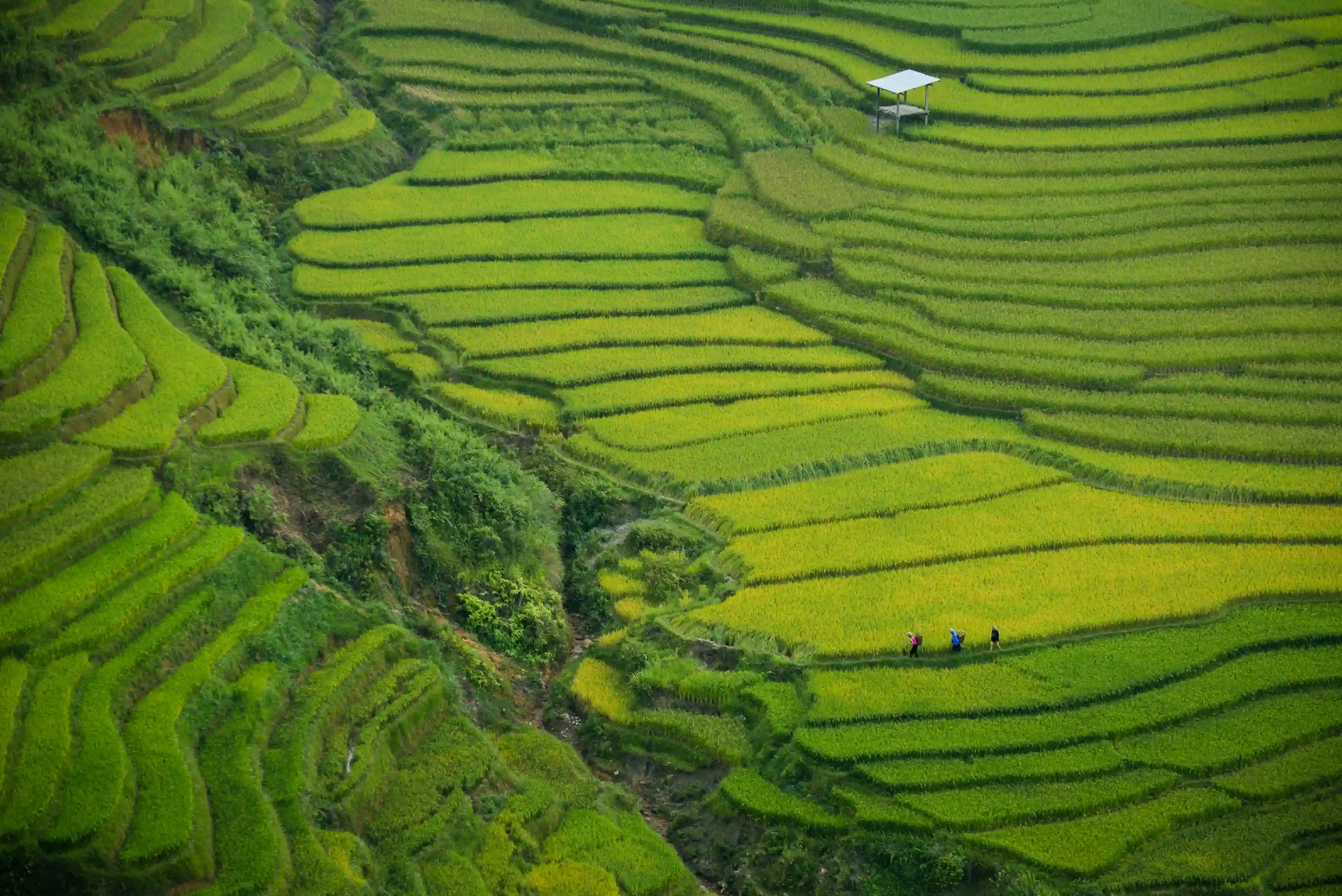 Lush terraced rice fields in Sapa, Vietnam, with hikers walking through ethnic minority villages - a serene highland escape promoted by icanfly.