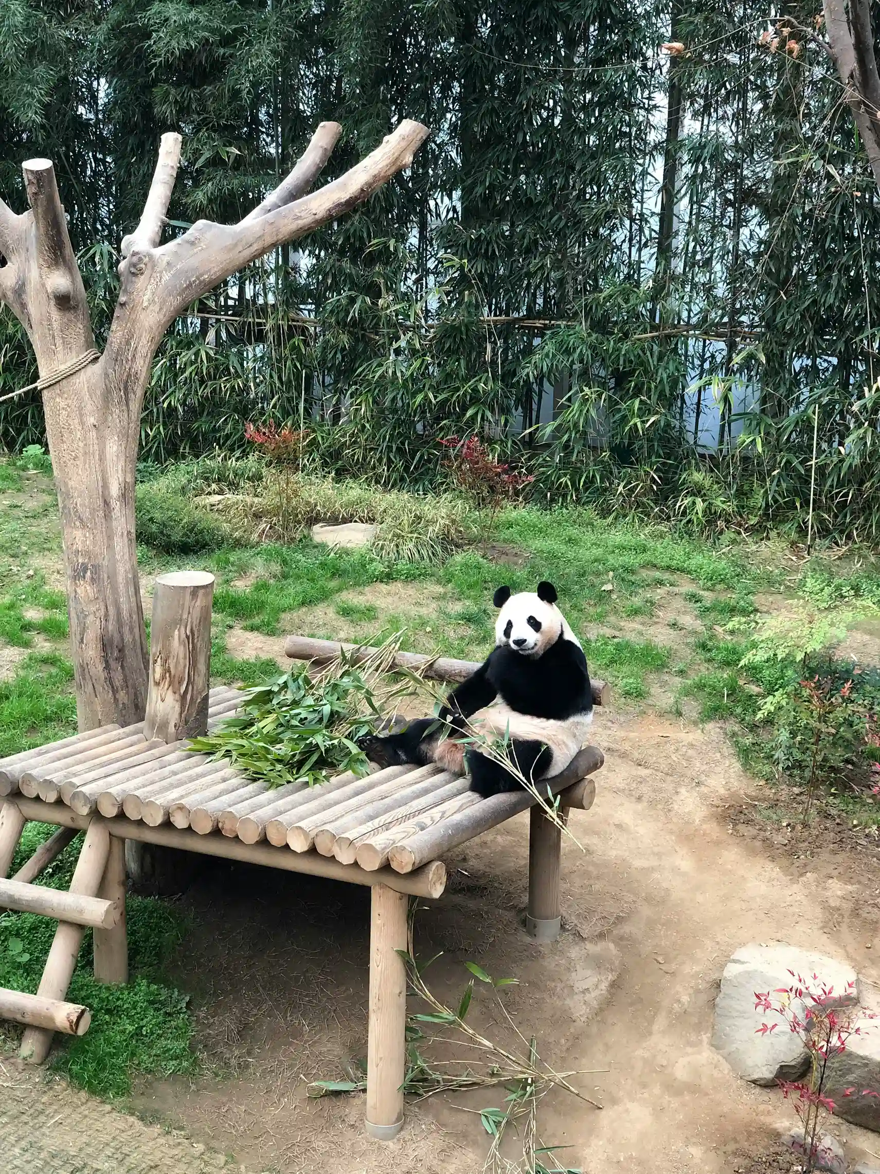 Giant panda at Chengdu Panda Base with bamboo surroundings, a beloved wildlife conservation experience highlighted by icanfly.