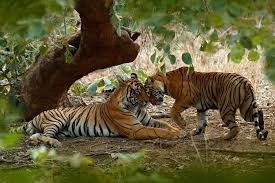 A protected wildlife reserve offering forest landscapes and opportunities to see elephants and other native species.